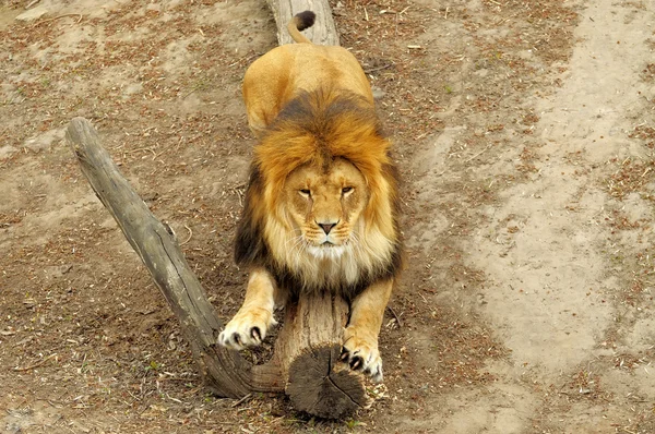 Löwe — Stockfoto