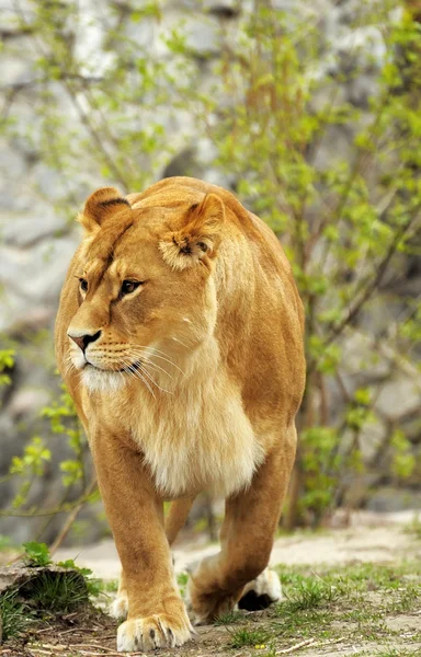 Lioness — Stock Photo, Image