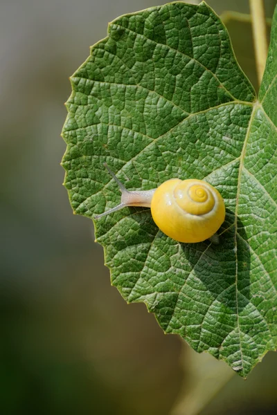 Kleine braune Schnecke auf einem Blatt — Stockfoto