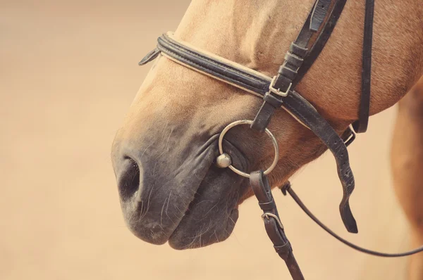 Equipo de equitación detalle —  Fotos de Stock