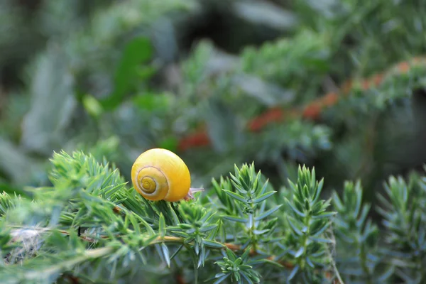 Kleine braune Schnecke auf einem Blatt — Stockfoto