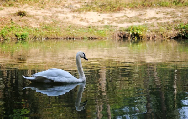 Swan in lake — Stock Photo, Image