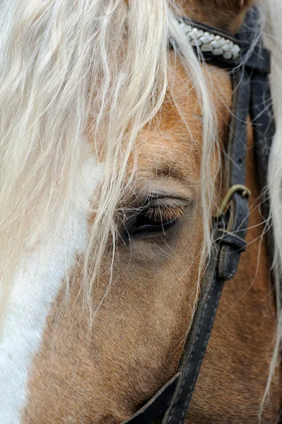 Arneses para caballos —  Fotos de Stock
