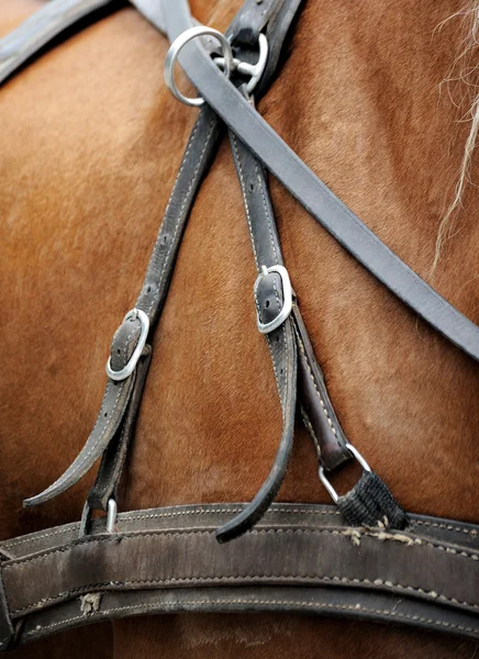 Harnesses for horses — Stock Photo, Image