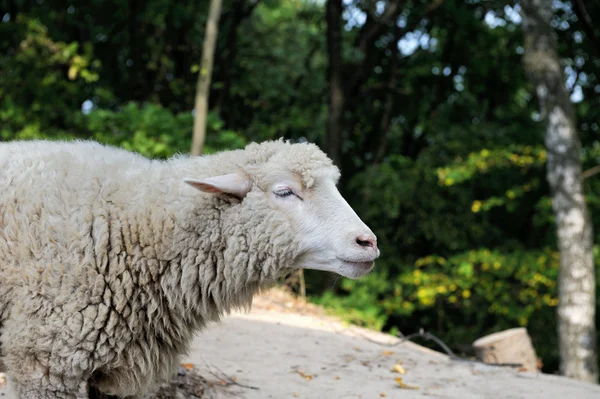 Schafe. — Stockfoto