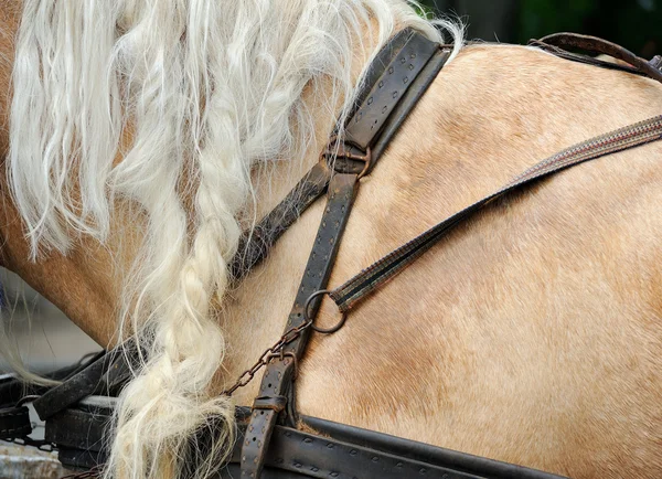 Arreios para cavalos — Fotografia de Stock