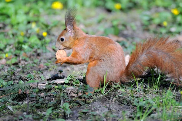 Rothörnchen — Stockfoto