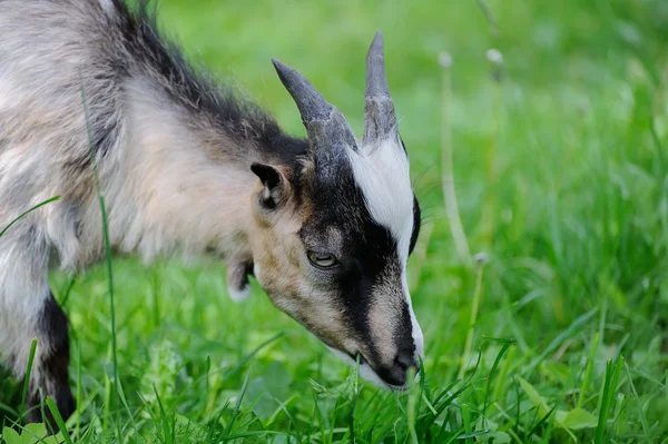Goat in meadow. — Stock Photo, Image