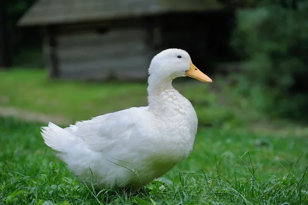 Um pato branco na relva verde — Fotografia de Stock