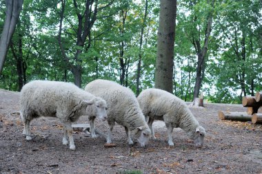 Bir arka plan orman koyun yakın çekim