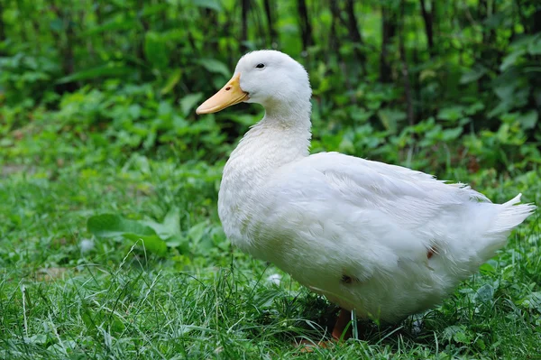 Um pato branco na relva verde — Fotografia de Stock