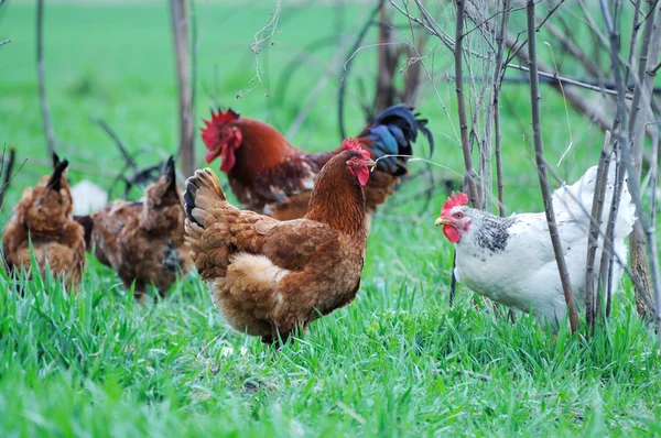 Rooster and chickens Stock Photo