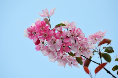 sakura Japon çiçeği