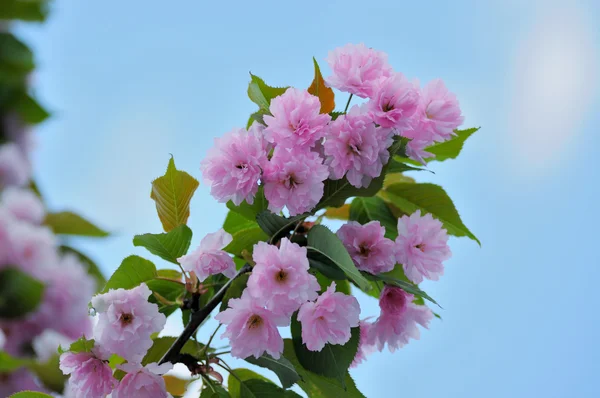 Sakura japonesa flor — Foto de Stock