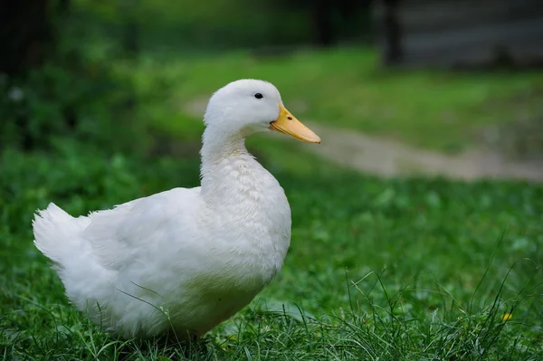 Een witte eend op het groene gras — Stockfoto