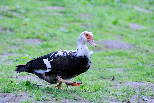 Eine Moskauer Ente auf Gras — Stockfoto