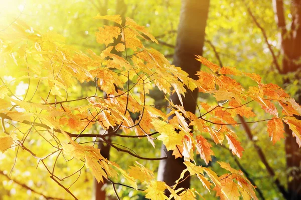 Paisaje en temporada de otoño —  Fotos de Stock