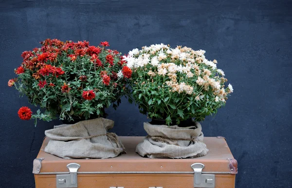 Régi bőrönd és virágok — Stock Fotó