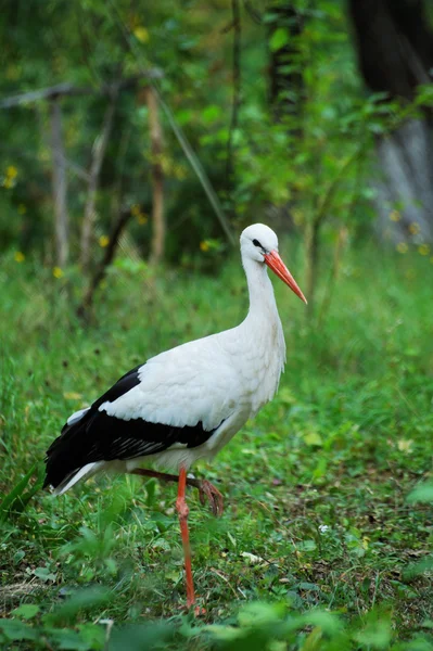 Cegonha em um campo — Fotografia de Stock