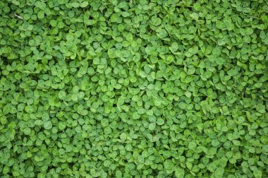 Yeşil yaprak dokusu