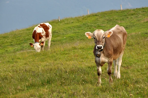 Vacas que pastam em pastagens — Fotografia de Stock