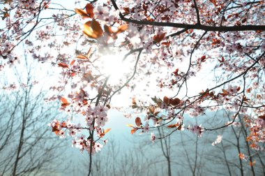 Güneş ışınları ile bahar çiçeği