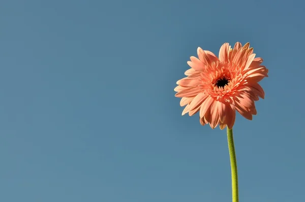 Gerbera flower against blue sky — Stock Photo, Image