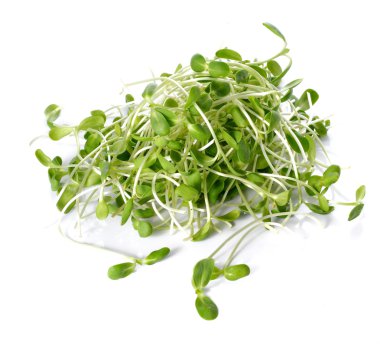 Beyaz arka plan ayçiçeği Filiz.