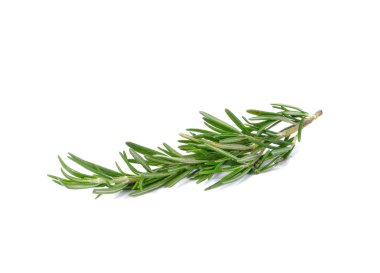 Rosemary on white background.