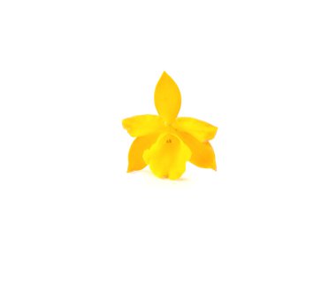 Beyaz arkaplanda sarı orkide.