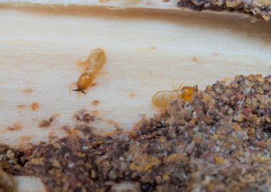 Termitler, karıncalar ahşap, yıpranmış ahşap yemek..