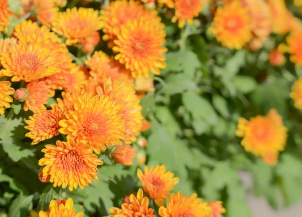 Orange chrysanthemum,Blur background. — Stock Photo, Image