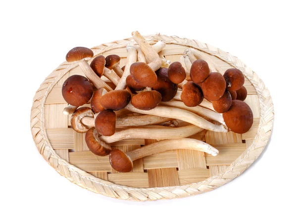 Japanese mushroom,Bamboo flooring on white background. — Stock Photo, Image