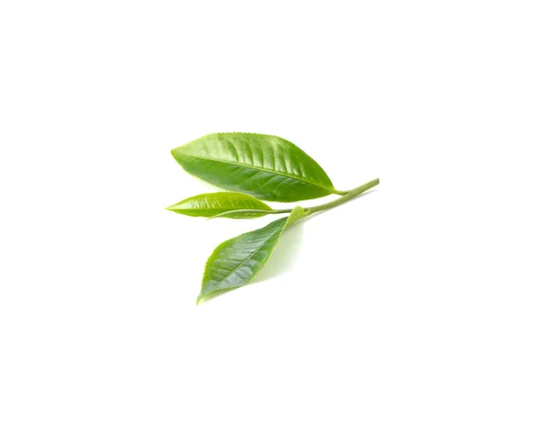 Foglie di tè verde su sfondo bianco. — Foto Stock