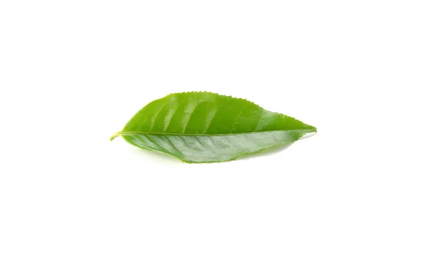 Folhas de chá verde no fundo branco. — Fotografia de Stock