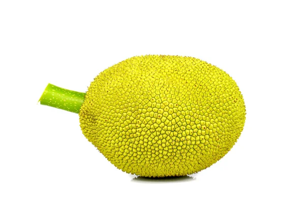 Young Jackfruit on white background. — Stock Photo, Image