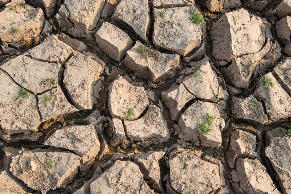 Rissige Erde, Dürre, trockenes Land, trockener Baum, trockener Damm. — Stockfoto