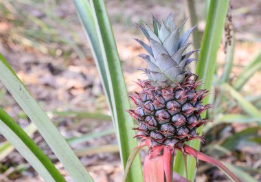 ananas ağaç bahçe organik.