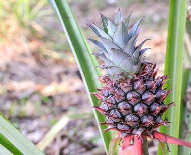 ananas ağaç bahçe organik.