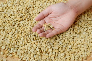 Kahve çekirdekleri, seçim kahve çekirdekleri elle sıralama. 