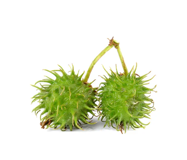 Castor, Castor Bean, Óleo de rícino sobre fundo branco . — Fotografia de Stock