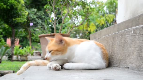 Slapende kat, geschokt geschrokken. — Stockvideo