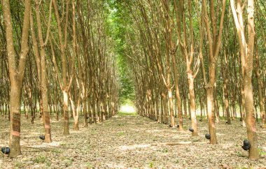 Kauçuk ağaçları dokunarak, kauçuk ağaçları orman econo dikim