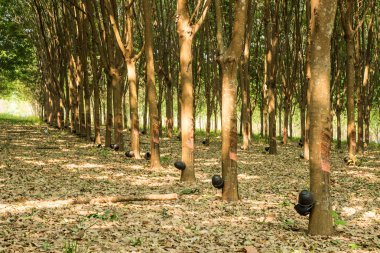 Kauçuk ağaçları dokunarak, kauçuk ağaçları orman econo dikim