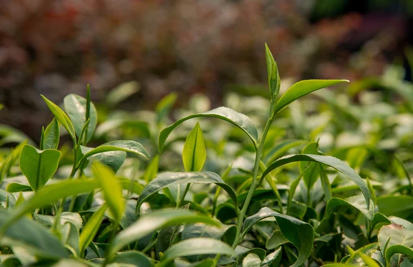 Tea , Top tea plantation , Tea plantation, Tea leaves.