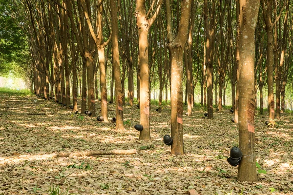 Kauçuk ağaçları dokunarak, kauçuk ağaçları orman econo dikim