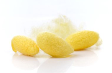 Koza, ipek beyaz arka plan üzerinde.