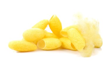 Koza, ipek beyaz arka plan üzerinde.