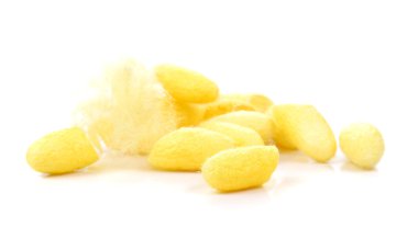 Koza, ipek beyaz arka plan üzerinde.