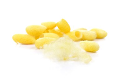 Koza, ipek beyaz arka plan üzerinde.